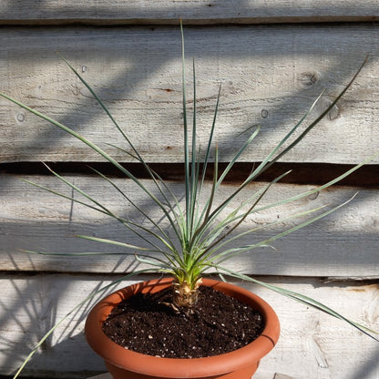 Yucca glauca