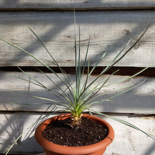 Yucca glauca