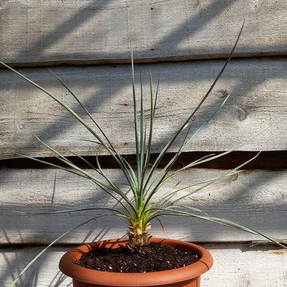 Yucca glauca