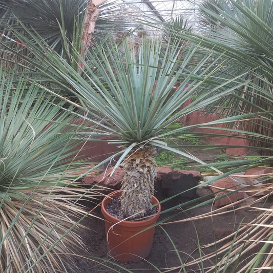 Yucca rigida, stem/plant/total  53/100/120 cm (13L04)
