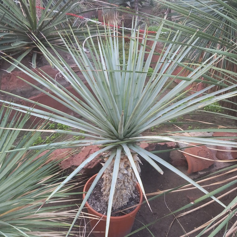 Yucca rigida, stem/plant/total  53/100/120 cm (13L04)