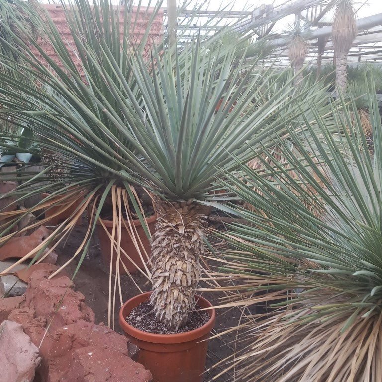 Yucca rigida, stem/plant/total  53/100/120 cm (13L04)