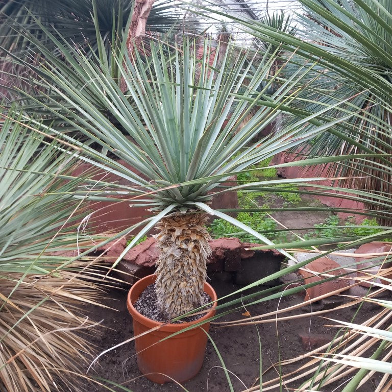 Yucca rigida, stem/plant/total  53/100/120 cm (13L04)
