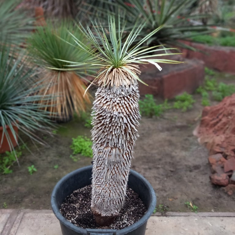 Yucca_rostrata