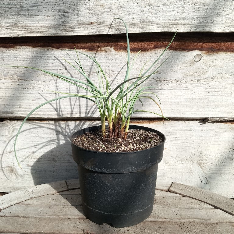 Yucca angustissima, 6 stem/trunks