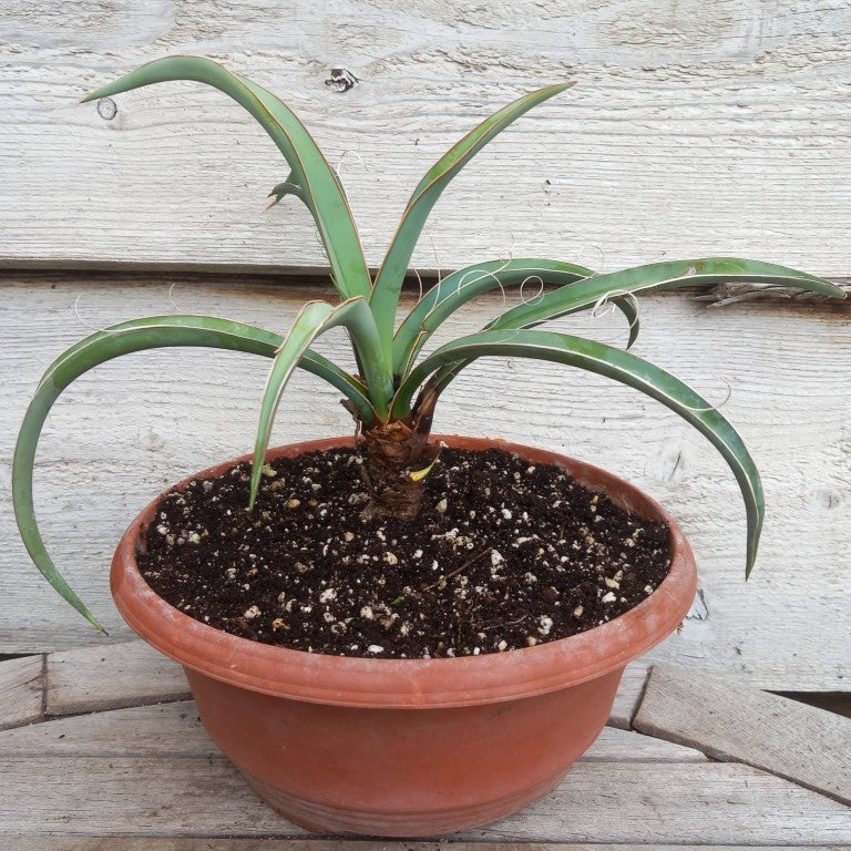 Yucca baccata