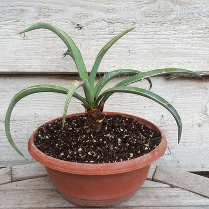 Yucca baccata