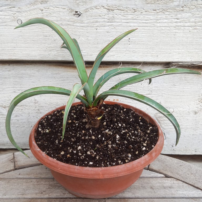 Yucca baccata
