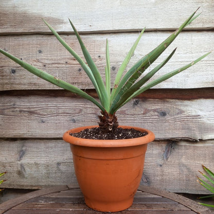 Yucca baccata