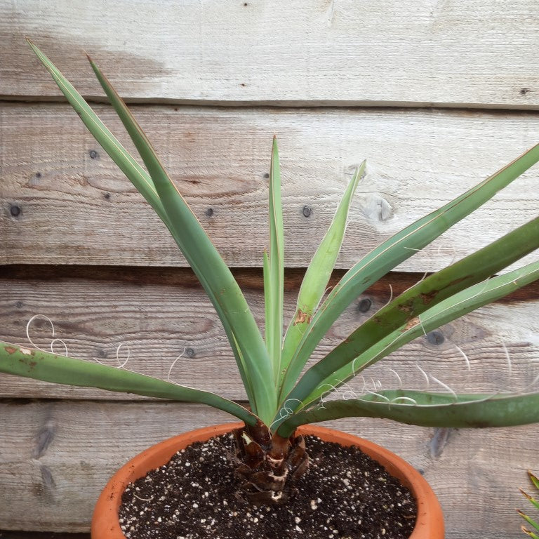 Yucca baccata