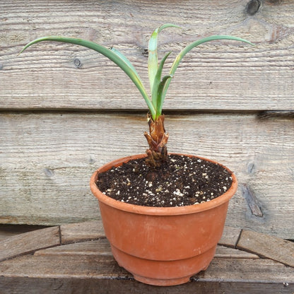 Yucca baccata