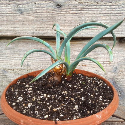 Yucca baccata