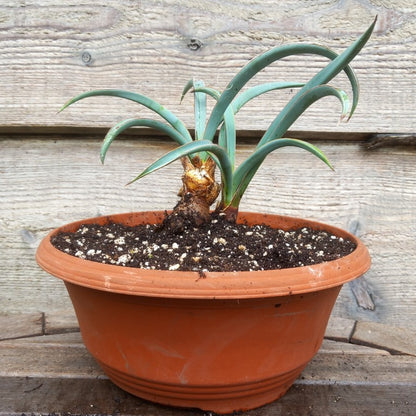Yucca baccata