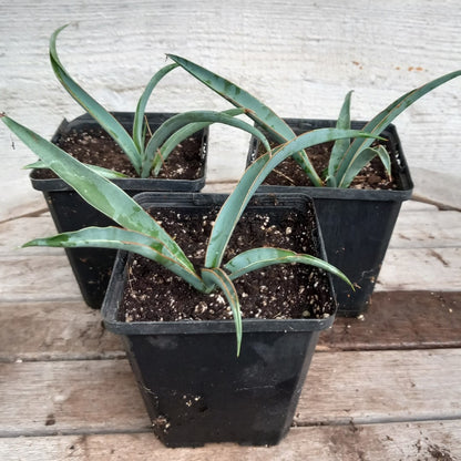 Yucca baccata, P9 pot