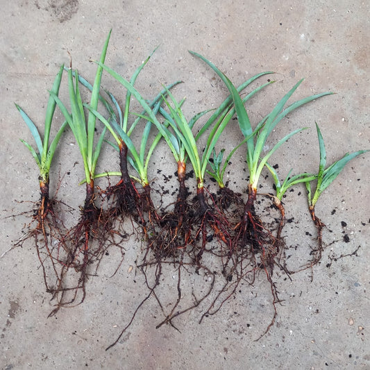 10 x Yucca baccata, 2 years old, bare rooted