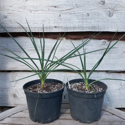 Yucca baileyi, total ±55 cm, pot Ø19 cm