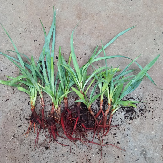 10 x Yucca capensis, 2 years old, bare rooted