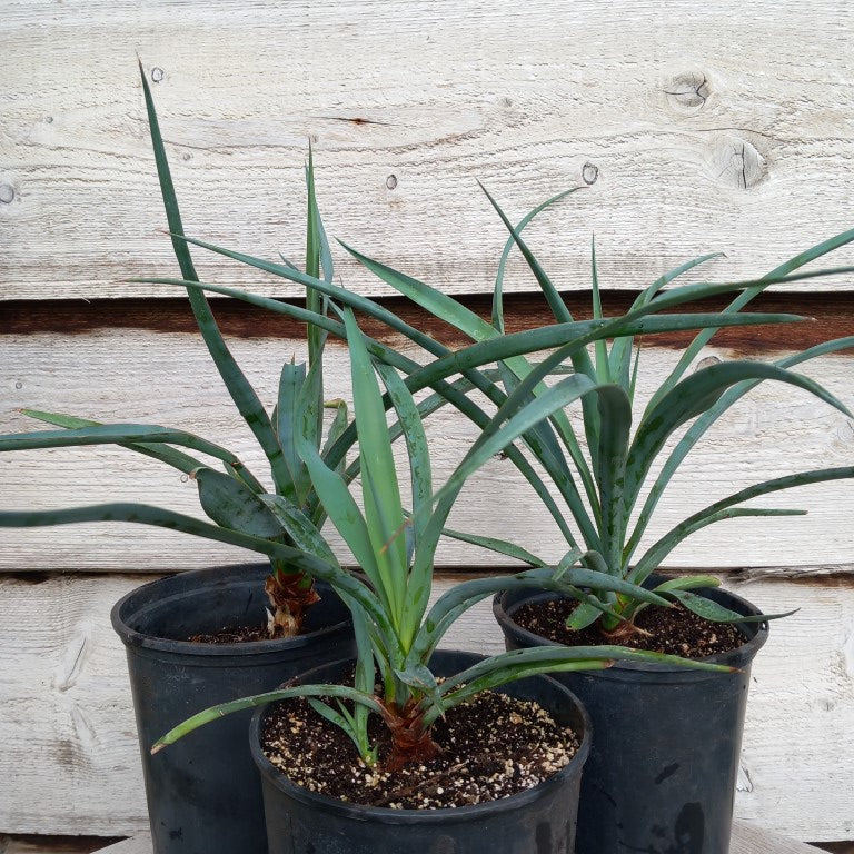 Yucca capensis, 3 ltr. pot