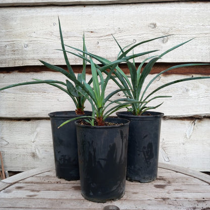 Yucca capensis, 3 ltr. pot