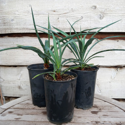 Yucca capensis, 3 ltr. pot