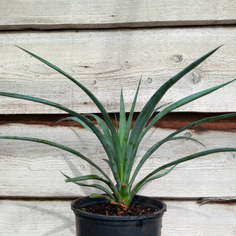 Yucca capensis, 3 ltr. pot