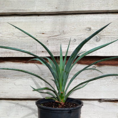 Yucca capensis, 3 ltr. pot
