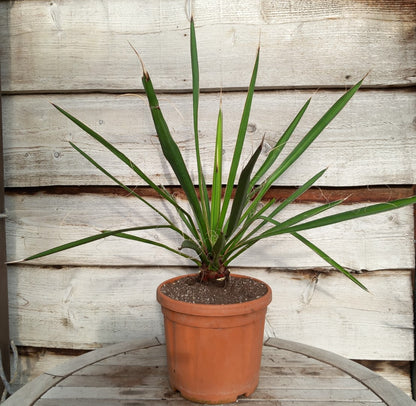 Yucca carnerosana, stem/plant/total 7/60/80 cm, pot Ø23 cm (No. 1)