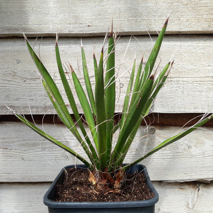 Yucca carnerosana, stem/plant/total 5/40/65 cm, 10 ltr. pot (No. 2)