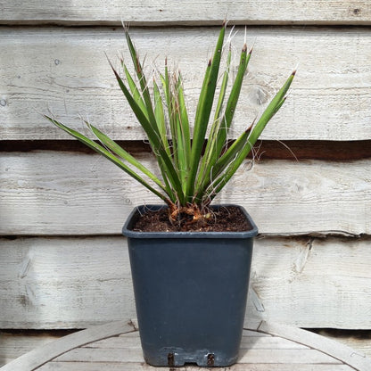 Yucca carnerosana, stem/plant/total 5/40/65 cm, 10 ltr. pot (No. 2)
