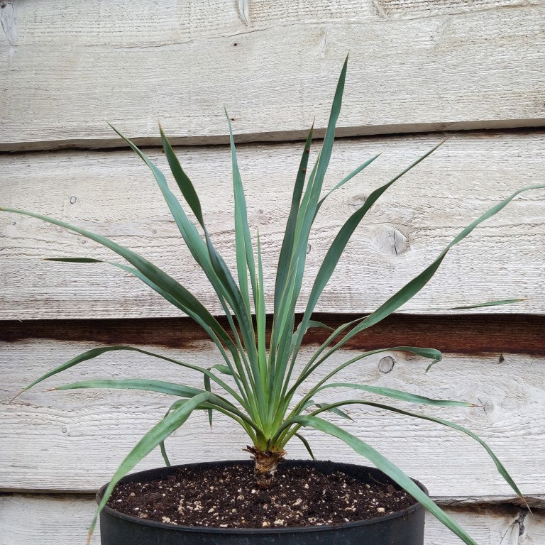 Yucca hybrid (pallida x (filamentosa x flaccida)) x flaccida