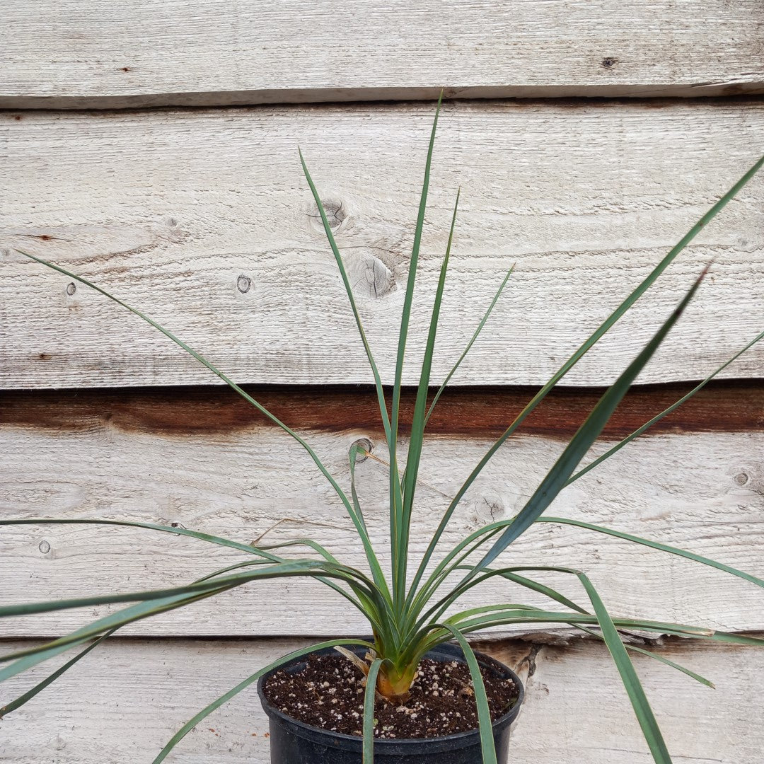 Yucca hybrid: reverchonii x (filamentosa x glauca) (No. 200)