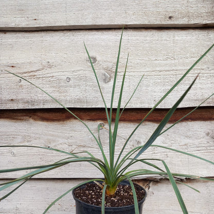 Yucca hybrid: reverchonii x (filamentosa x glauca) (No. 200)