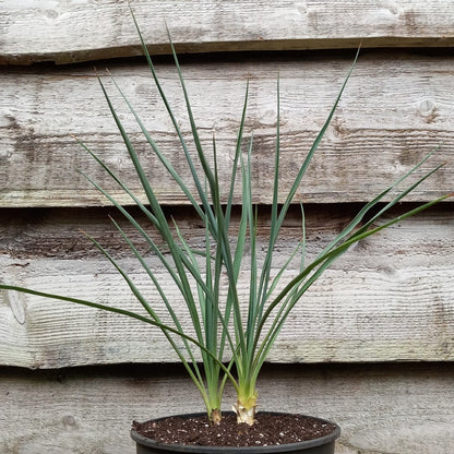 Yucca hybrid: elegantissima x thompsoniana, plant/total 40/60 cm  (No. 121)