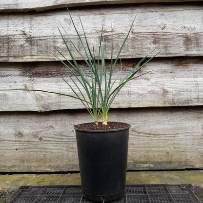 Yucca hybrid: elegantissima x thompsoniana, plant/total 40/60 cm  (No. 121)