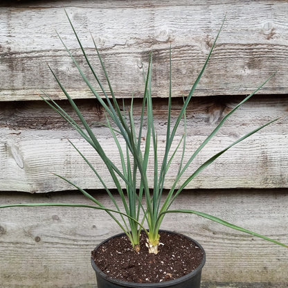 Yucca hybrid: elegantissima x thompsoniana, plant/total 40/60 cm  (No. 121)