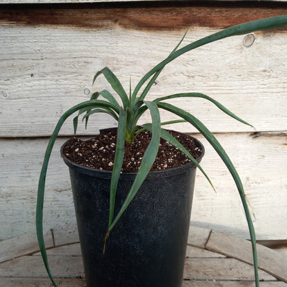 Yucca hybrid: linearifolia galeana x treculeana (No. 3)