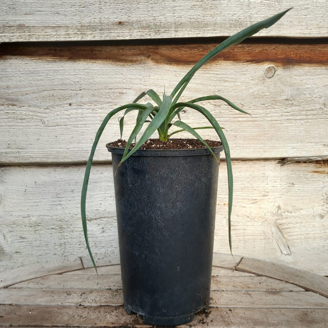 Yucca hybrid: linearifolia galeana x treculeana (No. 3)