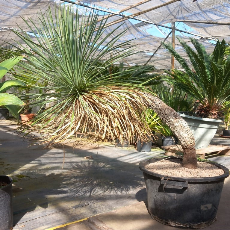 Yucca linearifolia, curved form with pup