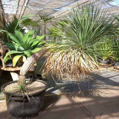 Yucca linearifolia, curved form with pup