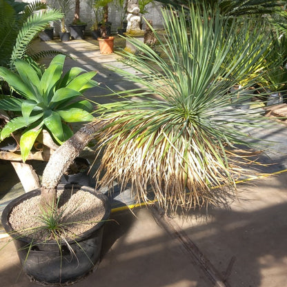 Yucca linearifolia, curved form with pup