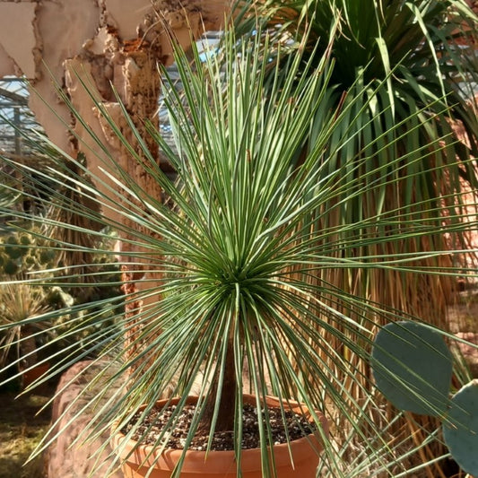 Yucca linearifolia, stem/plant/total 20/45/65 cm (15-01)