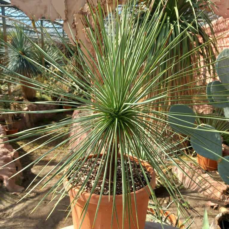 Yucca linearifolia, stem/plant/total 20/45/65 cm (15-01)