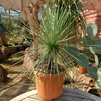 Yucca linearifolia, stem/plant/total 20/45/65 cm (15-01)