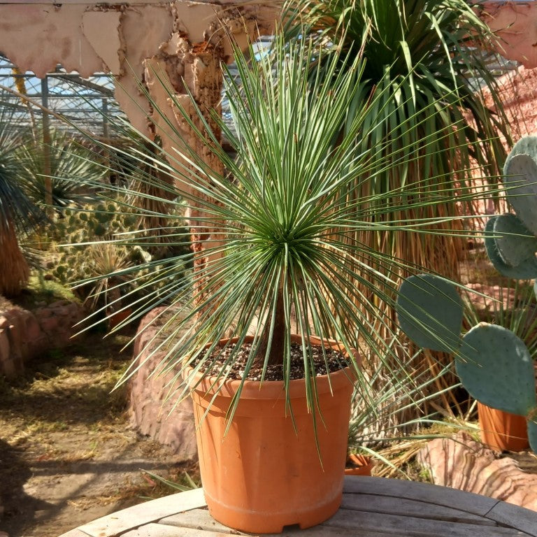Yucca linearifolia, stem/plant/total 20/45/65 cm (15-01)