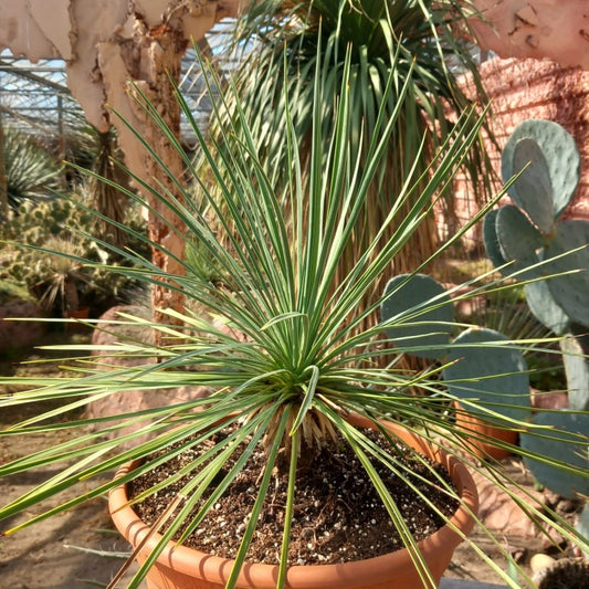 Yucca linearifolia, stem/plant/total 11/33/49 cm, pot Ø 27 cm (15-02)