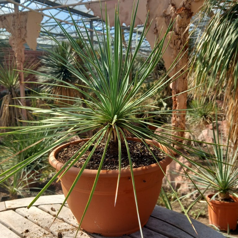 Yucca linearifolia, stem/plant/total 11/33/49 cm, pot Ø 27 cm (15-02)