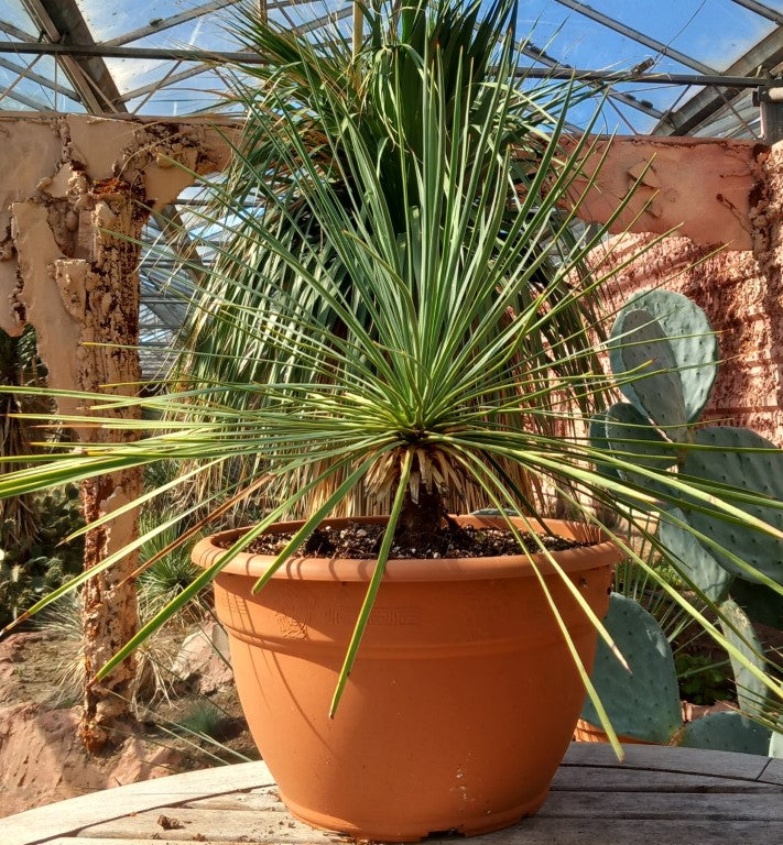 Yucca linearifolia, stem/plant/total 11/33/49 cm, pot Ø 27 cm (15-02)