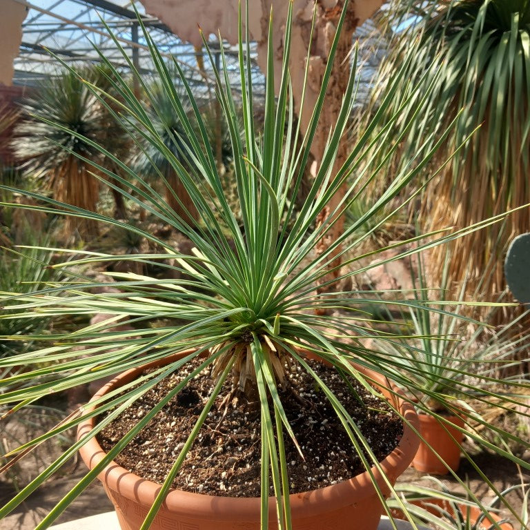 Yucca linearifolia, stem/plant/total 11/33/49 cm, pot Ø 27 cm (15-02)