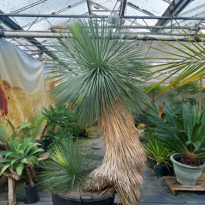 Yucca linearifolia, untrimmed curved form, 2 heads, pot Ø 75 cm 