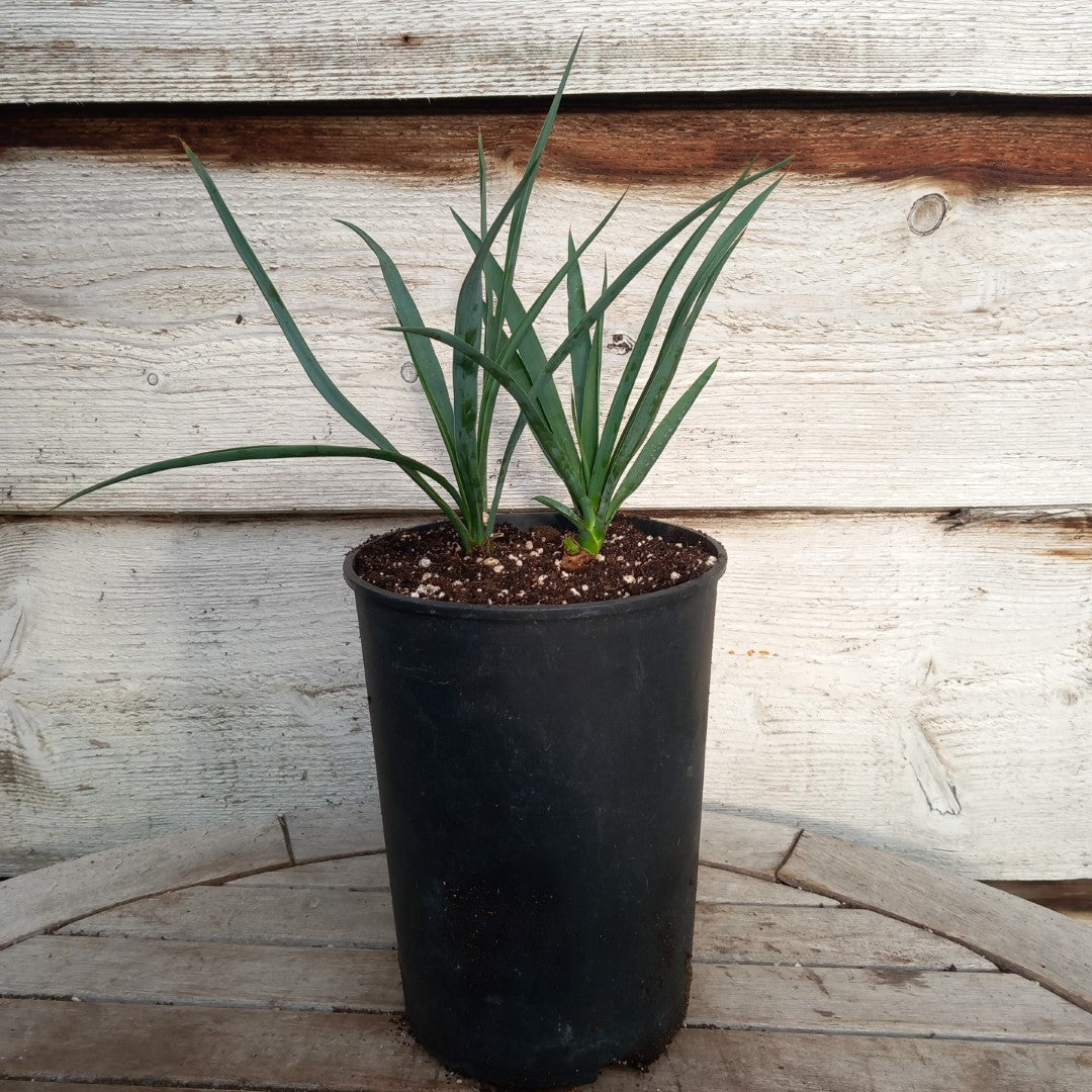 Yucca hybrid: linearifolia galeana x treculeana (No. 1)